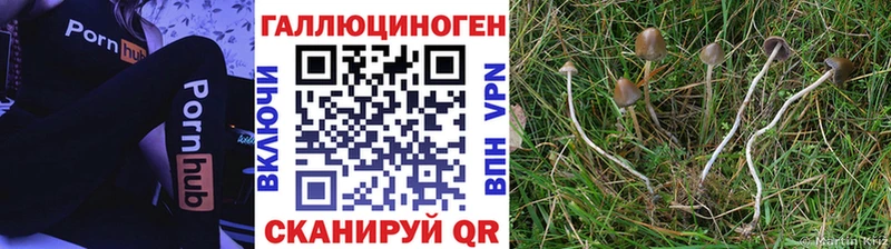 Псилоцибиновые грибы GOLDEN TEACHER Сельцо